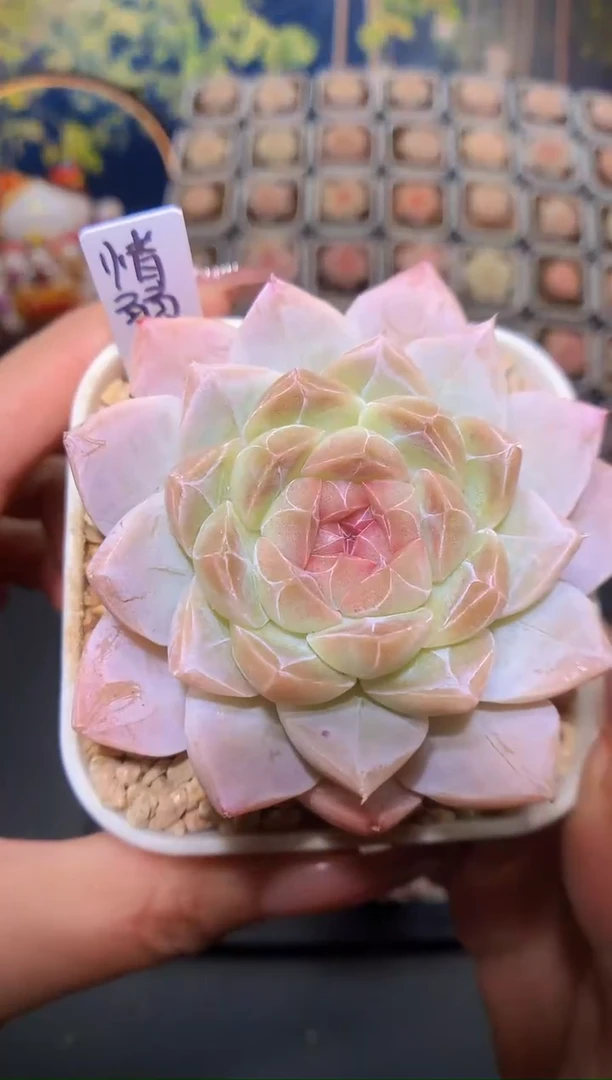 【闪购商品】惜弱量拍一颗5.5cm-6cm