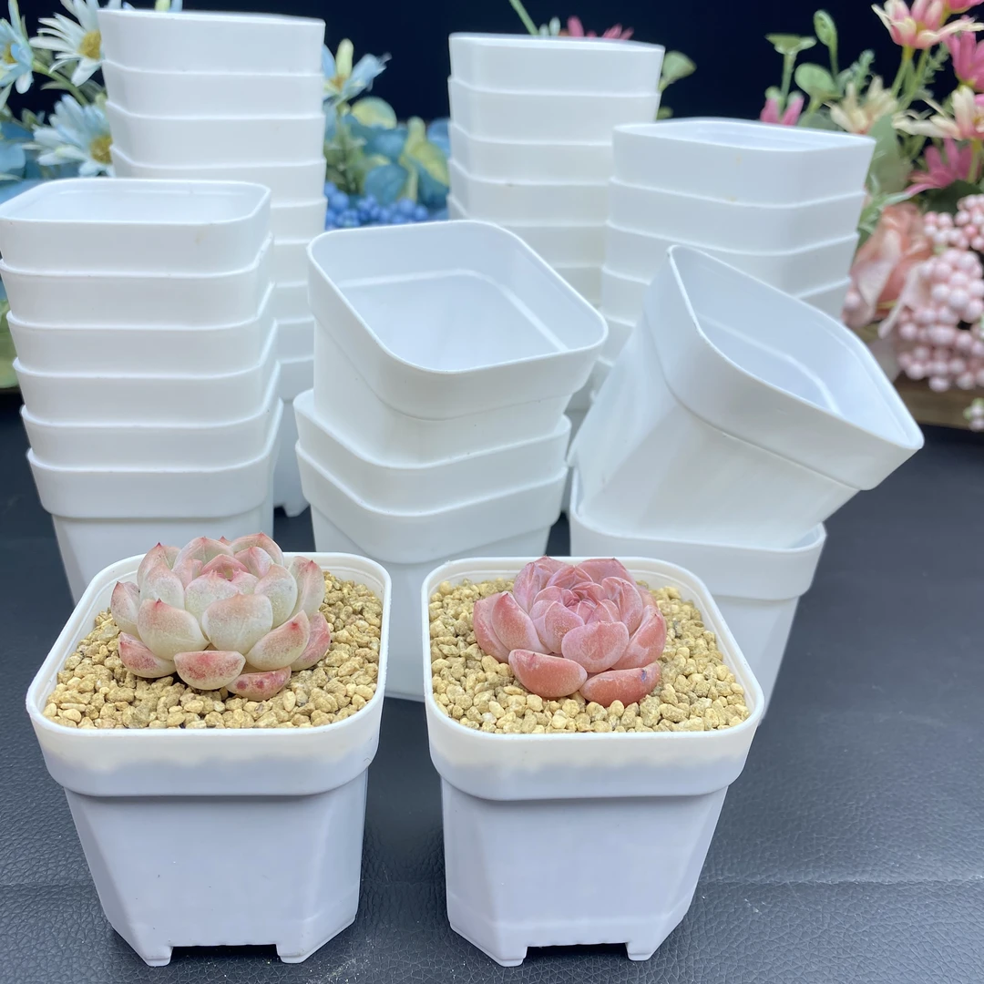 热卖小白方多肉花盆塑料方形植物叶插育苗盆一组（50个）