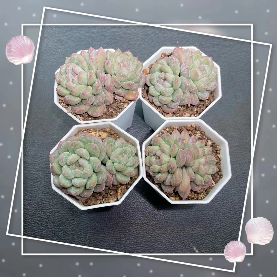 多肉植物绵绵冰一颗（6-7cm）