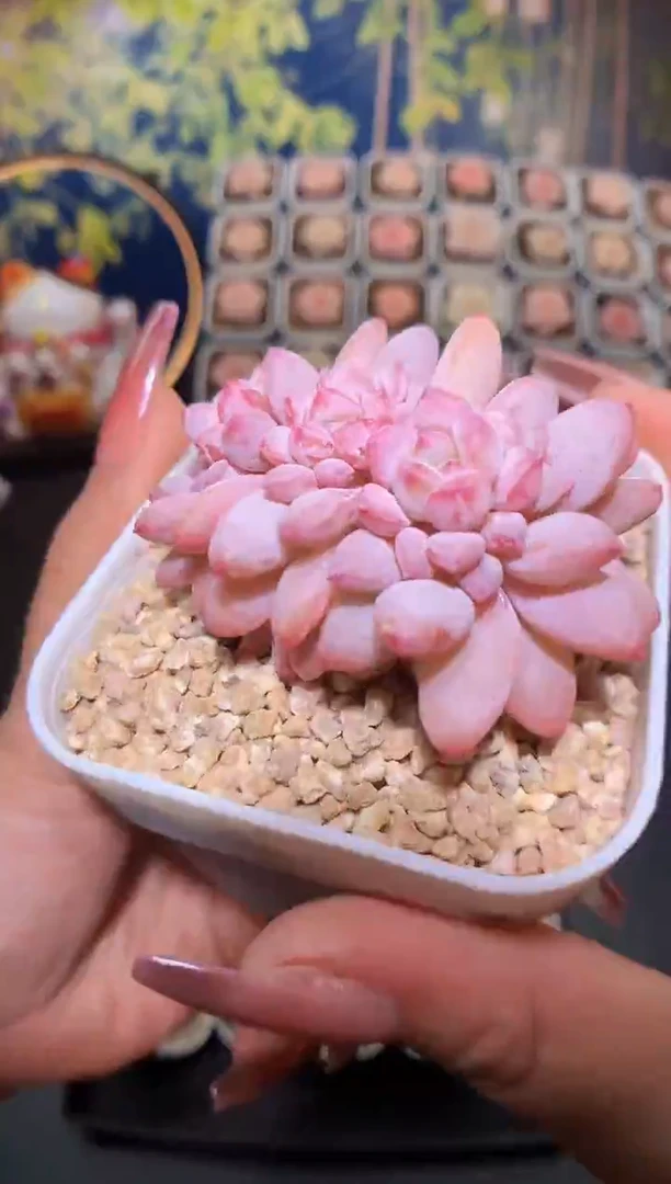 【闪购商品】雪贝贝量拍一颗5.5cm