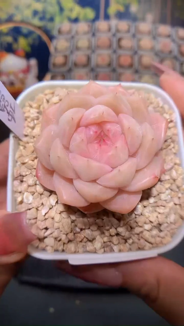 【闪购商品】411霓虹