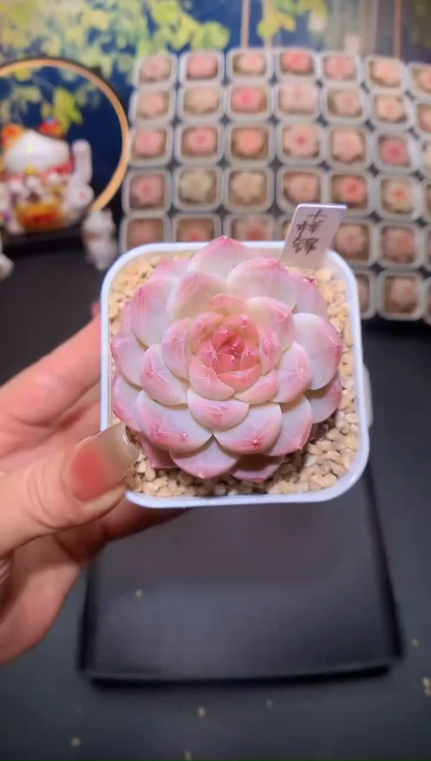 【闪购商品】015十