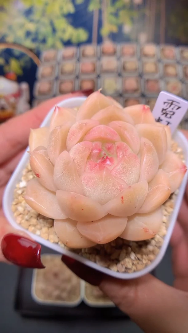 【闪购商品】霓虹量拍一颗4-4.5cm