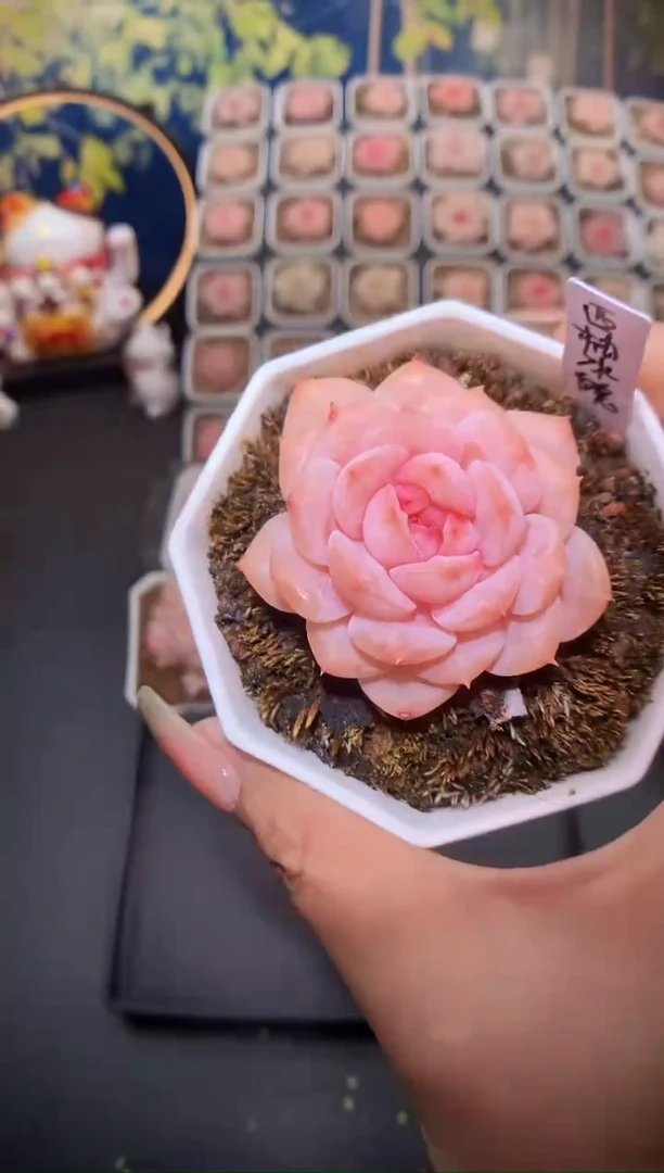 【闪购商品】109西柚冰魄