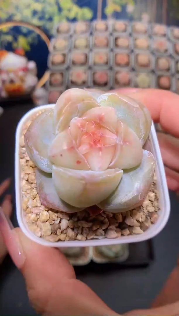 【闪购商品】钻石冰量拍一颗3.5-4cm