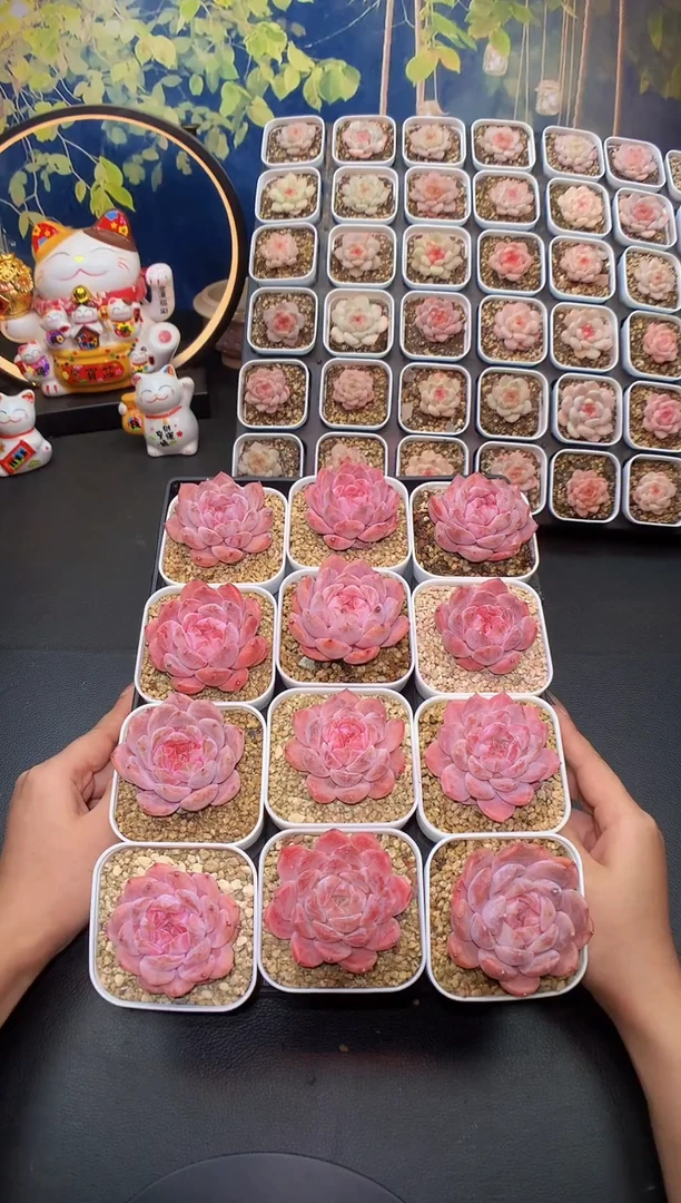 【闪购商品】巫拉拉冰魄A量拍