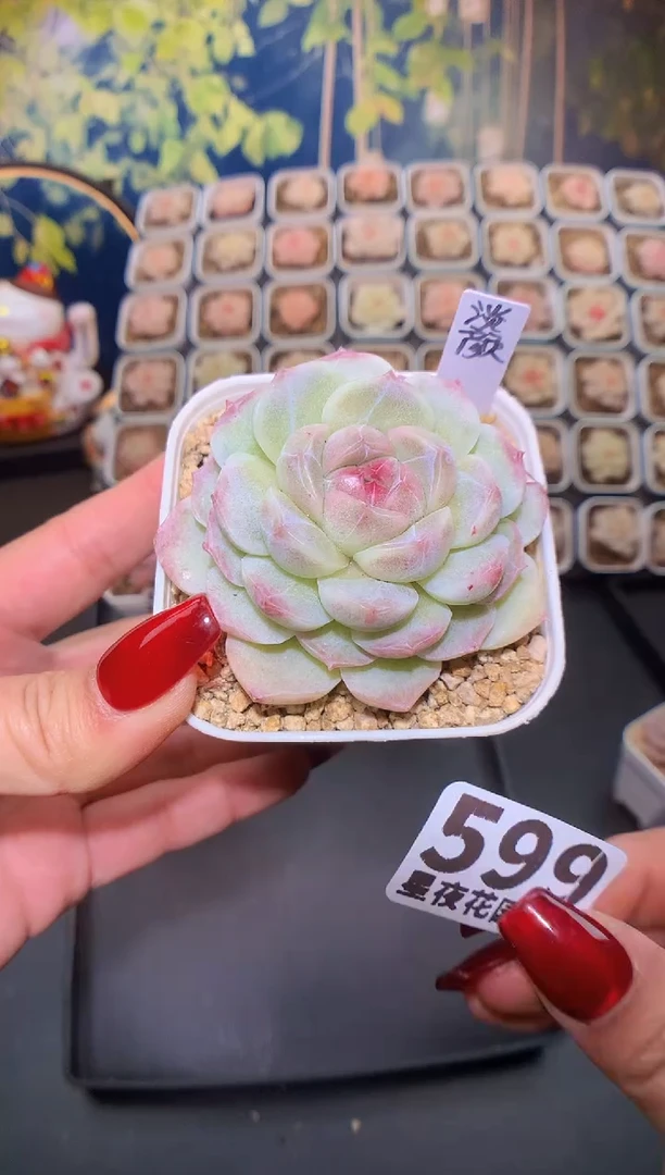 【闪购商品】599淡微瑕