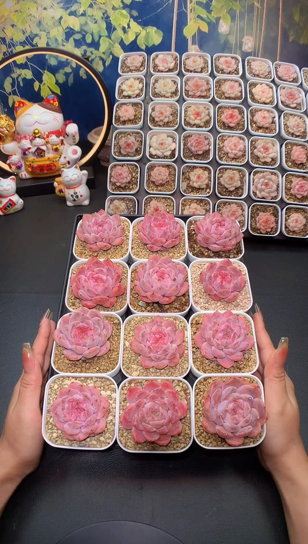 【闪购商品】巫拉拉冰魄A量拍