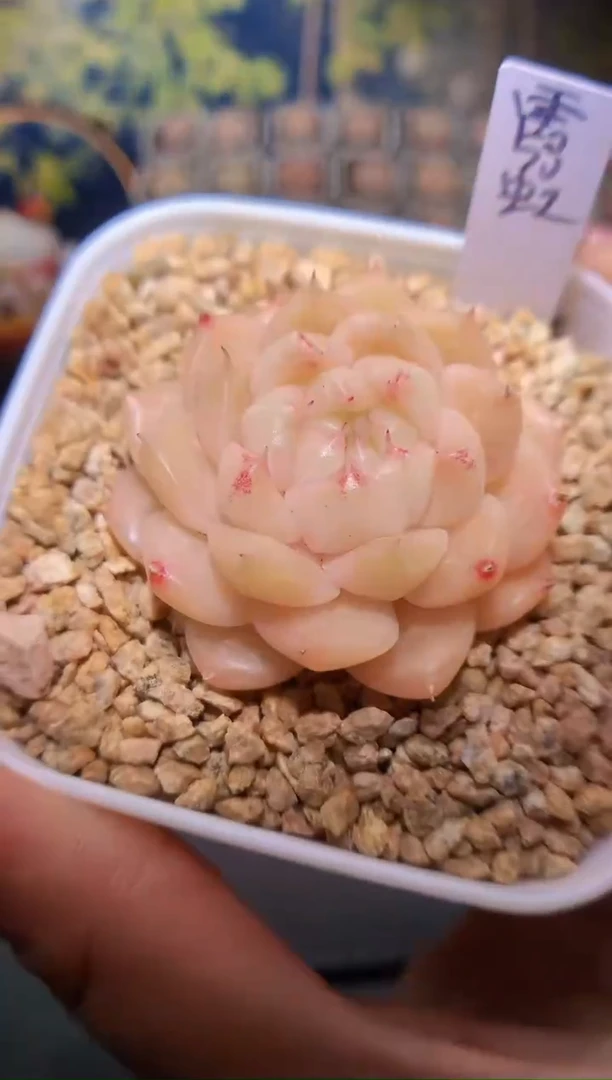 【闪购商品】268霓虹