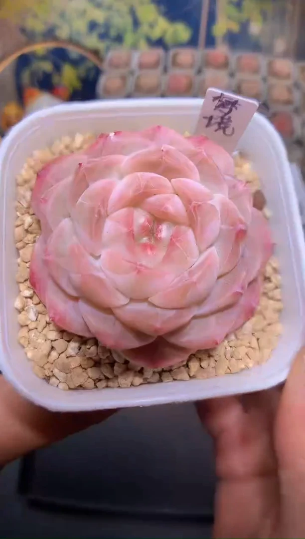 【闪购商品】062梦境