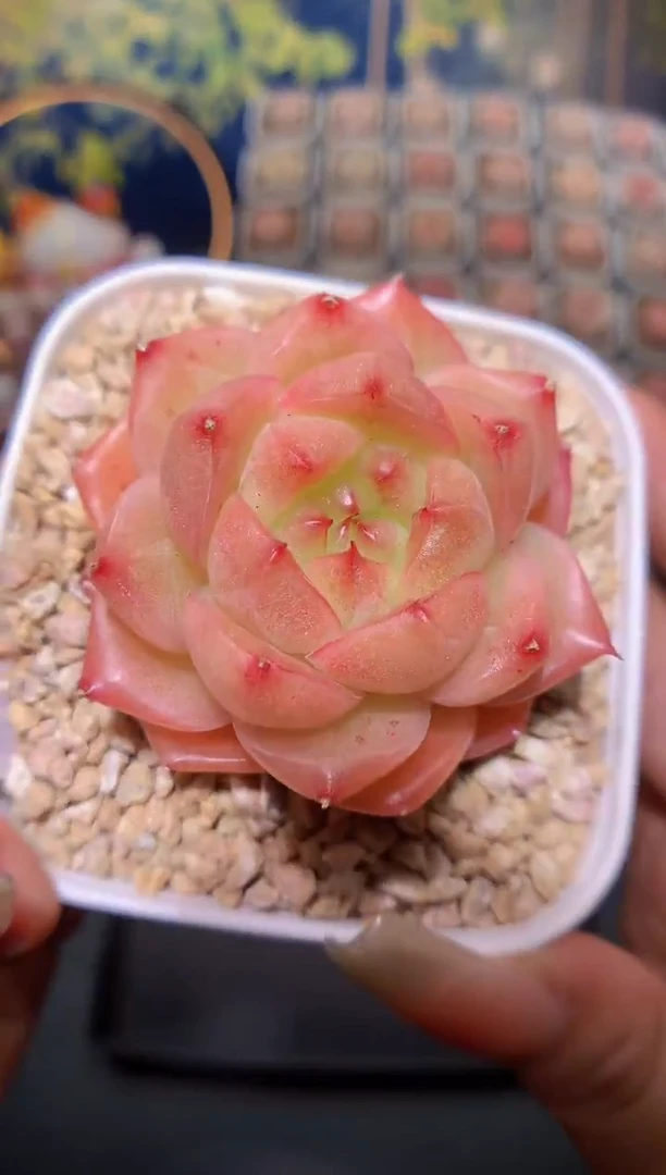 【闪购商品】623霓虹珍妮