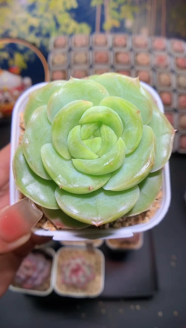 【闪购商品】226宝宝绿
