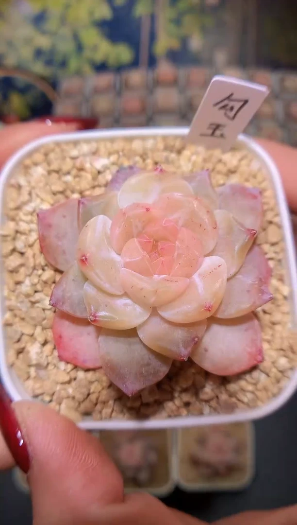 【闪购商品】勾玉量拍一颗3.5cm
