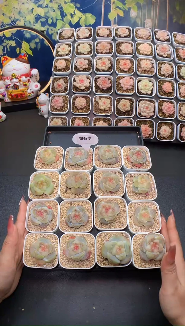 【闪购商品】钻石冰量拍一颗3.5-4cm