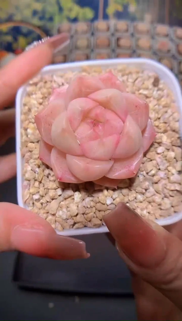 【闪购商品】427霓虹