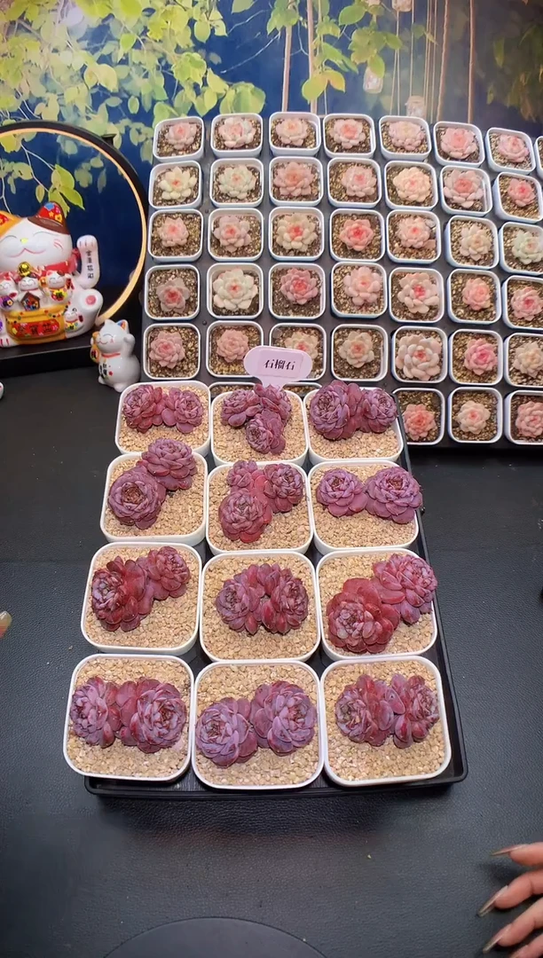 【闪购商品】石榴石量拍一颗