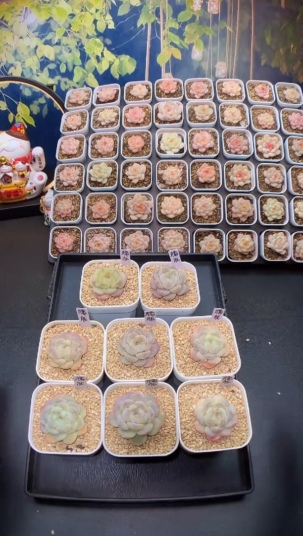 【闪购商品】巫拉拉朦胧量拍一颗3.5cm