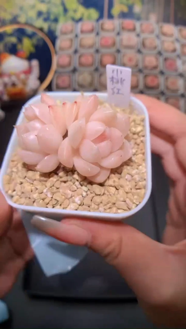 【闪购商品】740小桃红
