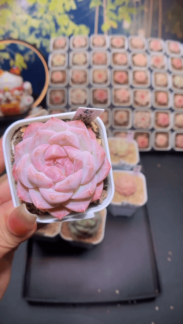 【闪购商品】187泡