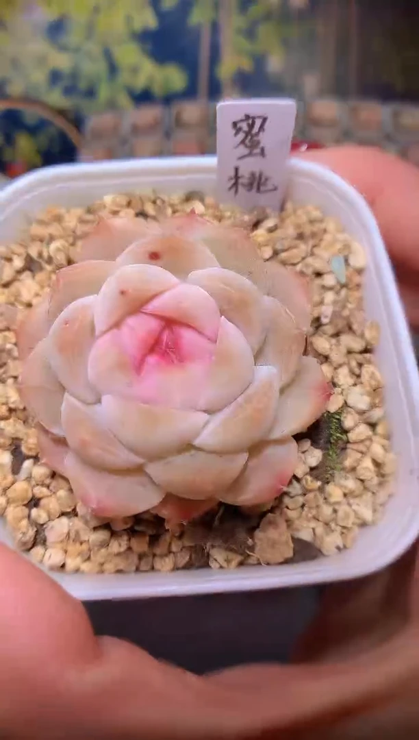 【闪购商品】蜜桃量拍一颗3-3.5cm