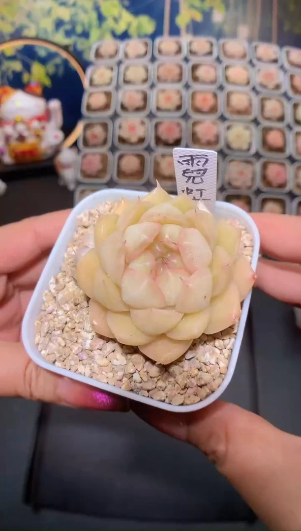 【闪购商品】447霓虹