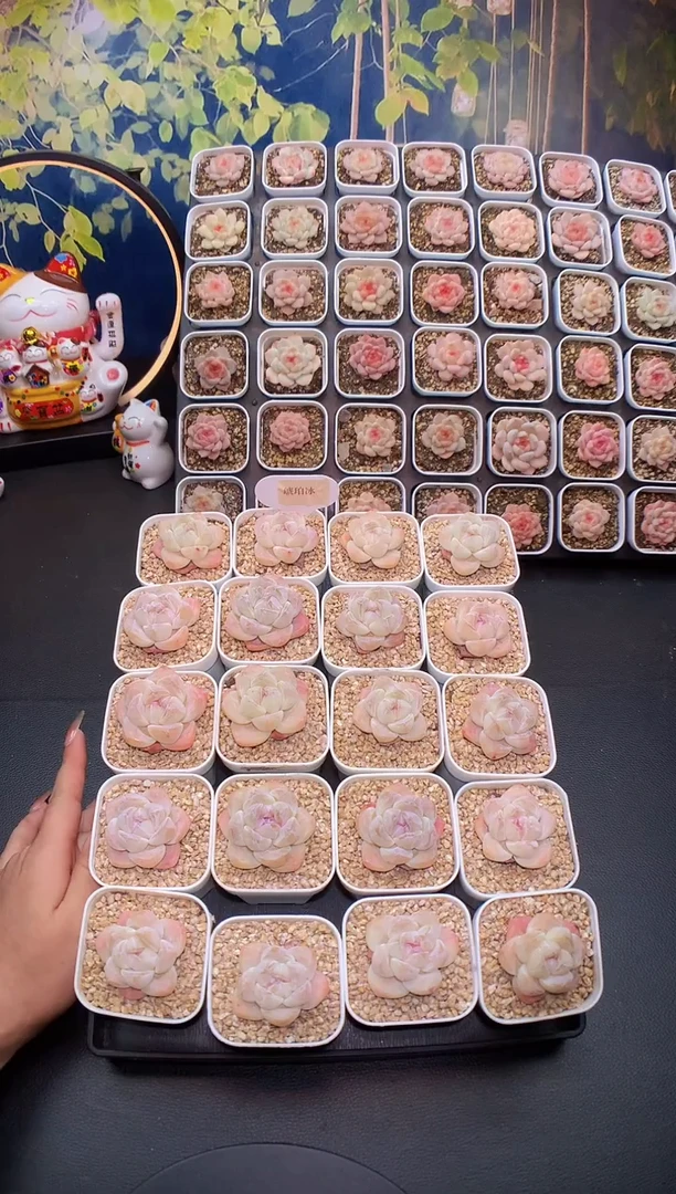 【闪购商品】琥珀冰玉量拍一颗