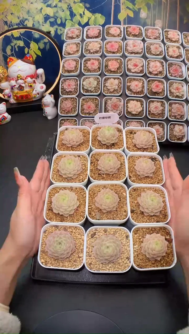 【闪购商品】柠檬珍妮量拍一颗