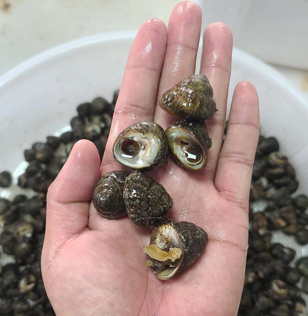 渤海湾偏腚，3斤 已吐沙，省内顺丰包邮，省外加运费