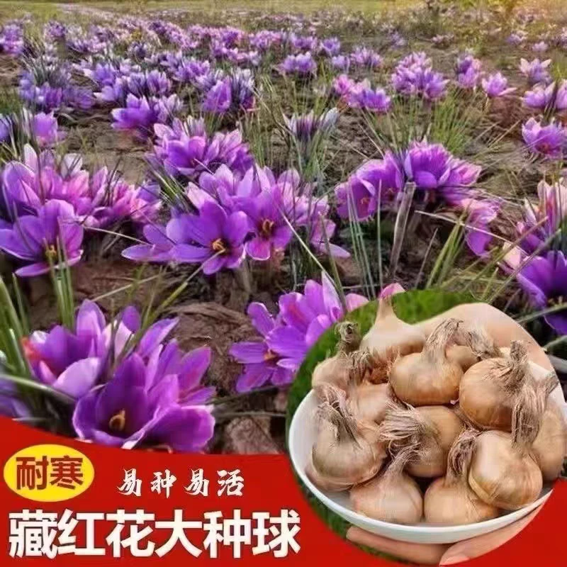 藏红花种球番红花种子西红花球根苗盆栽植物冬季开花藏红花种子