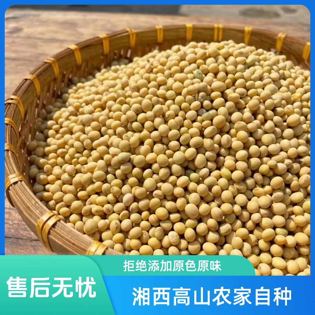 【高山农家黄豆】湘西高山农户自种新黄豆可打豆浆