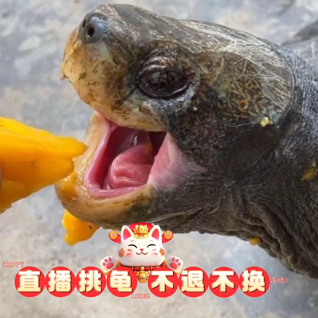 直播挑龟 一物一拍 可陆养 人工养殖冷水观赏龟宠物龟