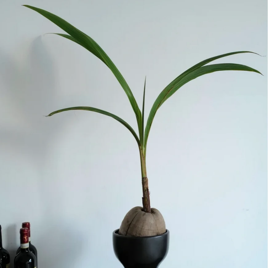 【云南花语鲜花】荷兰椰子树 云南基地直发 顺丰包邮