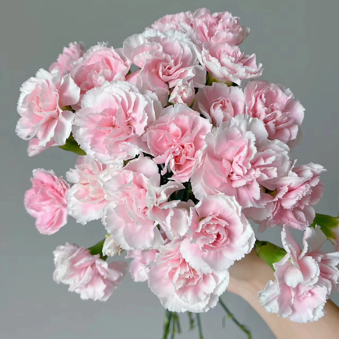 【云南花语鲜花】时尚太子妃多丁 多头康乃馨 云南鲜花 顺丰包邮