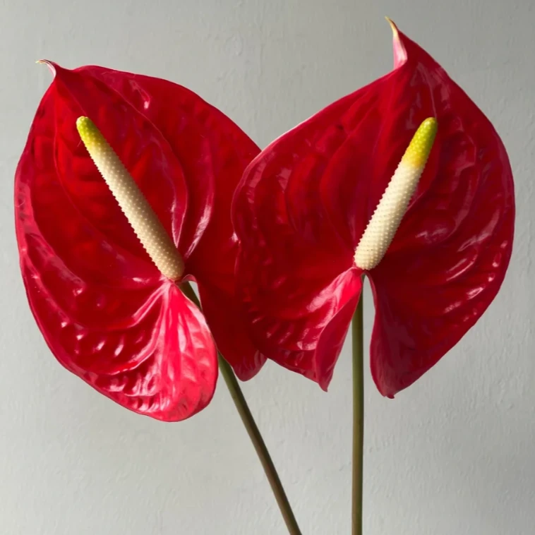 【花语鲜花】红掌  云南鲜花基地直发