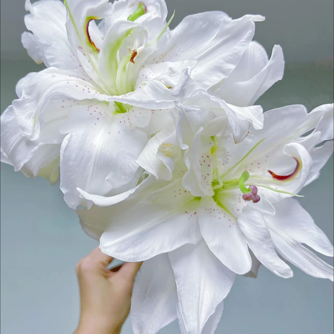 【花语鲜花】莲花美人重瓣百合 云南鲜花基地直发 顺丰包邮