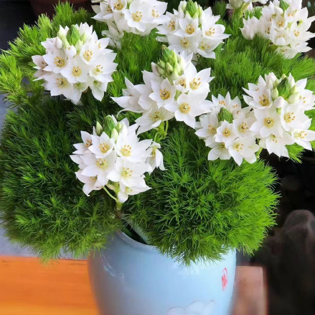 【圣心百合】云南鲜花 顺丰包邮 基地直发