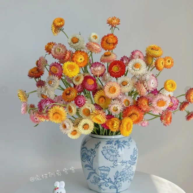 【花语鲜花】麦秆菊 可做干花 云南鲜花