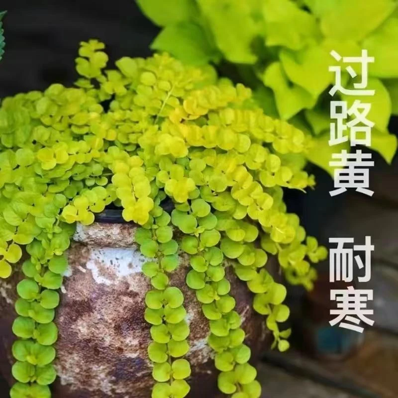 【过路黄】 耐寒耐热可垂吊四季常绿阳台花镜植物组合庭院地栽