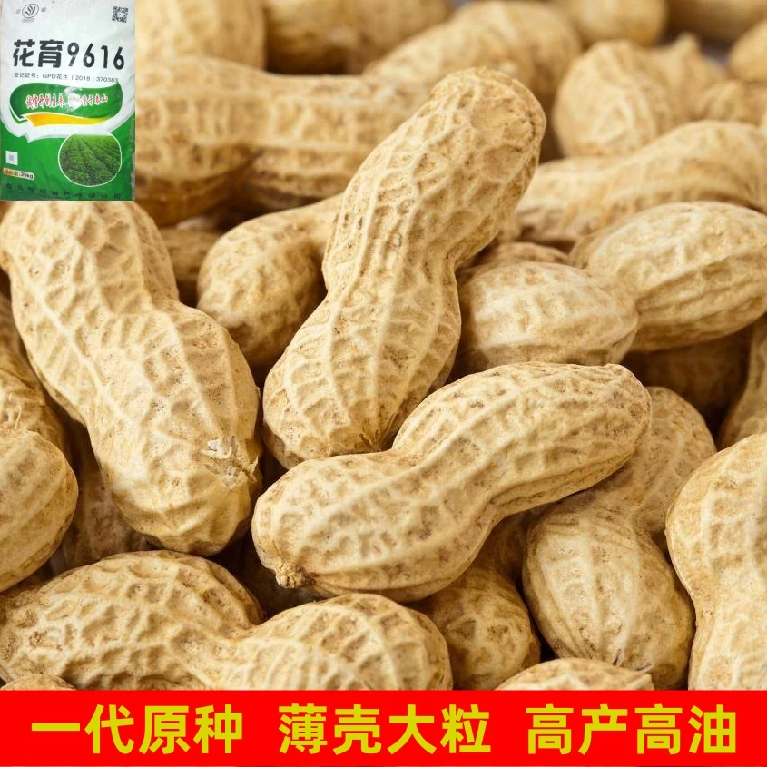花育9616花生种子农科院一代原种高产高油抗旱涝早熟薄壳大粒花生