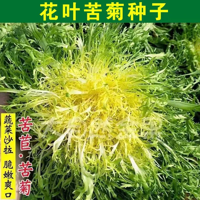 苦菊菜种子黄心花叶苦苣菜种子阳台盆栽牛奶沙拉生菜种子四季易种