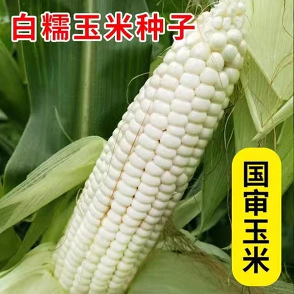 白糯玉米种子 甜糯型  粘糯香甜白色玉米种子高产粘糯国审玉米种