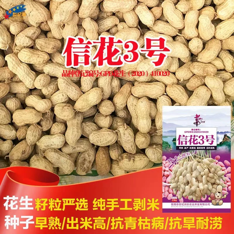 信花3号4号花生原种大田高产花生种子抗倒伏手工脱壳大粒花生种子