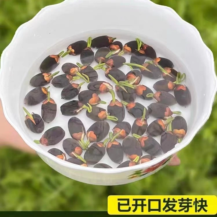 水培碗莲种子【7天发芽】四季易种阳台庭院绿植盆景已开口碗莲种子