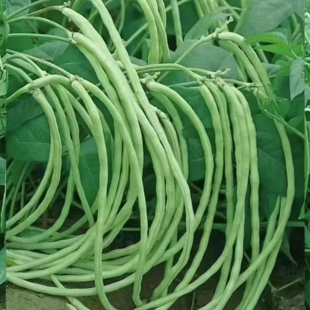 无架长豆角种子无需搭架蔬菜种籽四季播种长豇豆长豆角农家菜园种