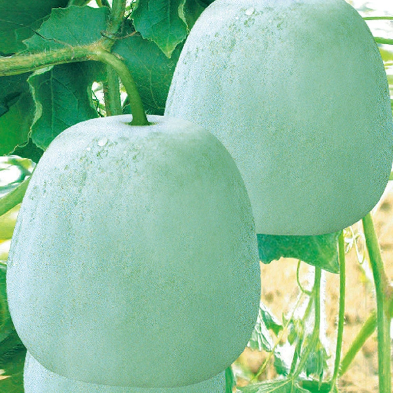 一串铃冬瓜种子四季易种小冬瓜种孑阳台盆栽高产农家大田蔬菜种子