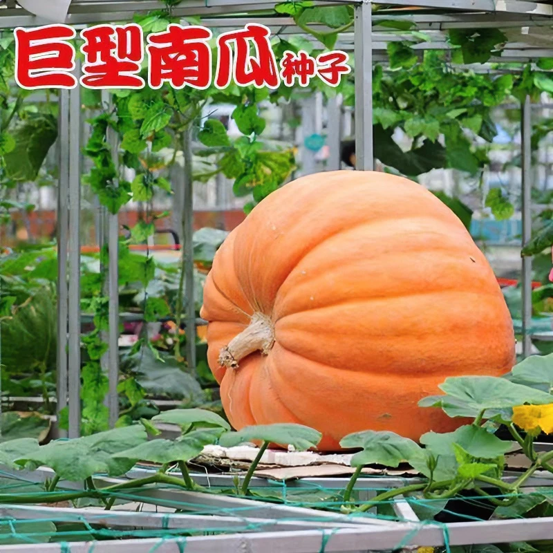 巨型南瓜种子特大高产南瓜种籽太空南瓜庭院瓜果种子春秋蔬菜种子