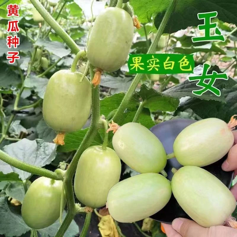 【迷你玉女黄瓜种子】水果黄瓜种子小黄瓜种籽阳台盆栽庭院蔬菜种子