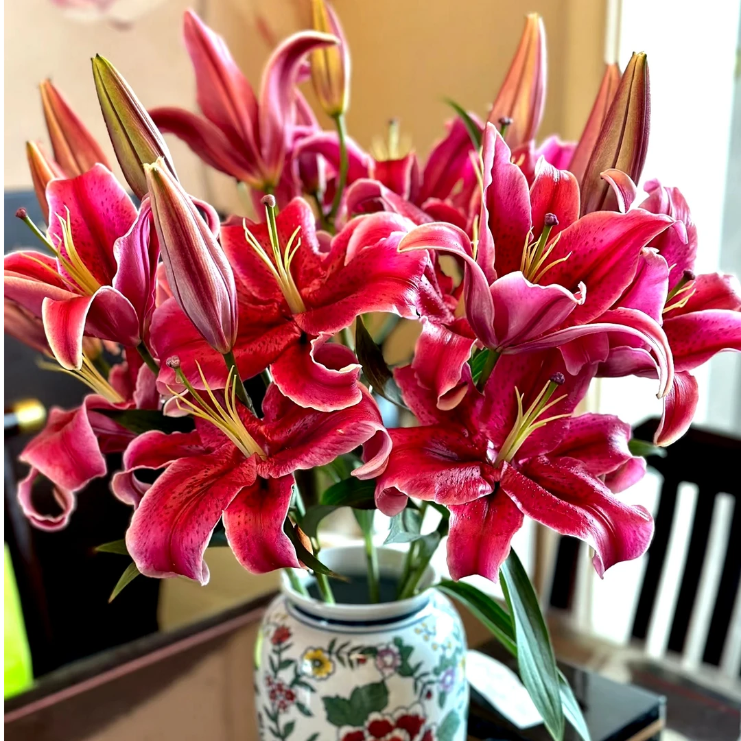 【黑美人】香水百合鲜切花（五度以下拍保温棉 不拍不售后）