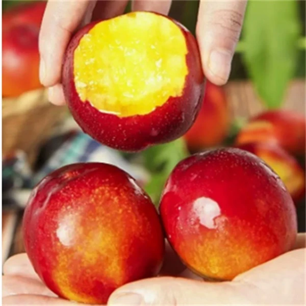 风山南园黄肉油桃当天采摘基地直发绿色新鲜老人孕妇健康香甜桃子