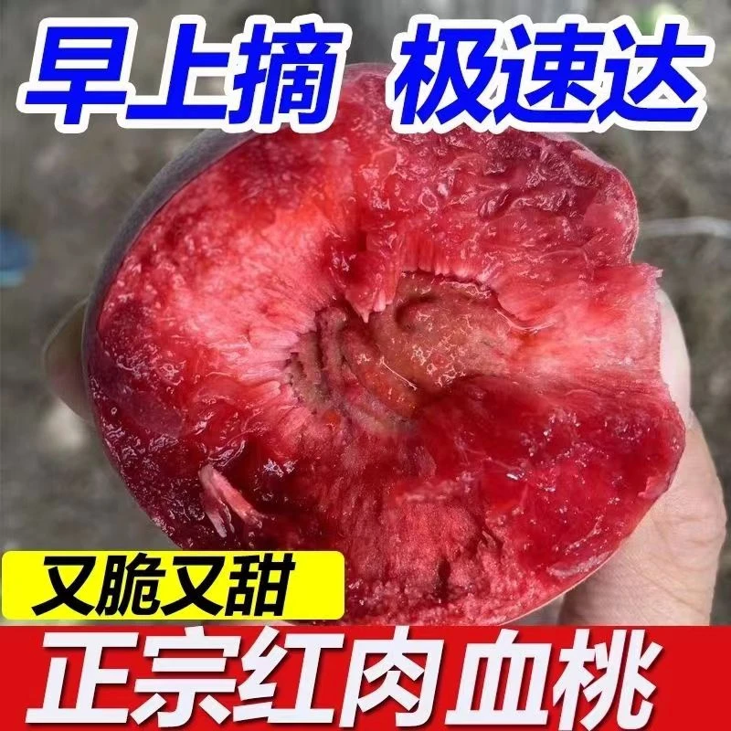 血桃正宗血桃红肉血桃血桃新鲜现摘雪桃特大血桃正宗红心桃桃子